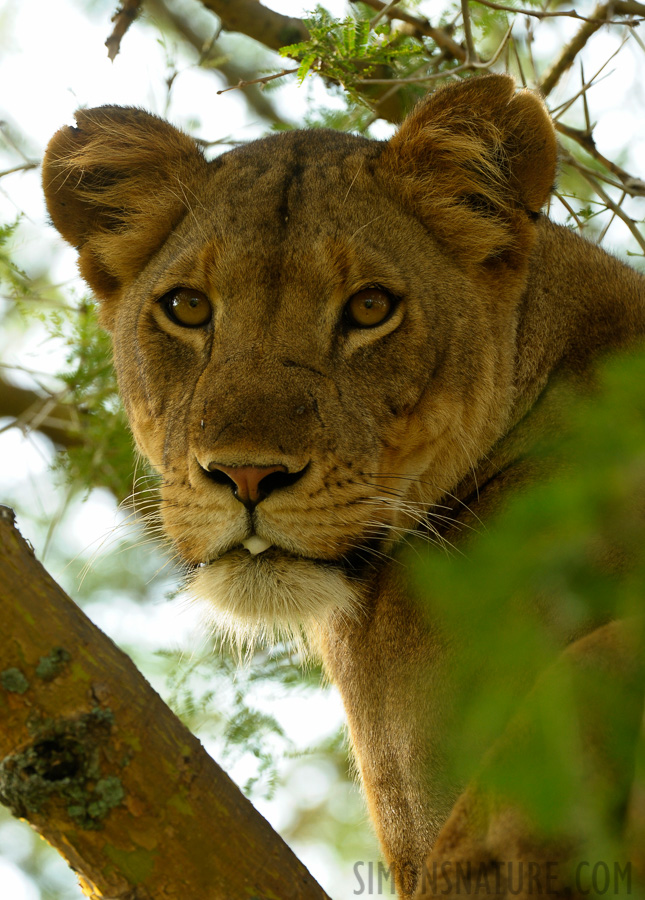 Panthera leo leo [400 mm, 1/200 Sek. bei f / 7.1, ISO 800]